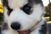 $600 : Amazing Siberin Husky Puppie thumbnail