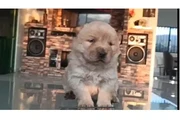 PERRO CHOW CHOW en Bogota