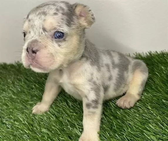 $420 : French bulldog puppy for sale image 3