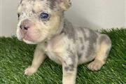 $420 : French bulldog puppy for sale thumbnail
