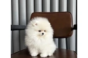 Cute Pomeranians for Sale en Orlando