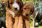 Se venden cachorros goldendood en Vancouver