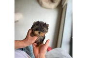 Yorkie en New York