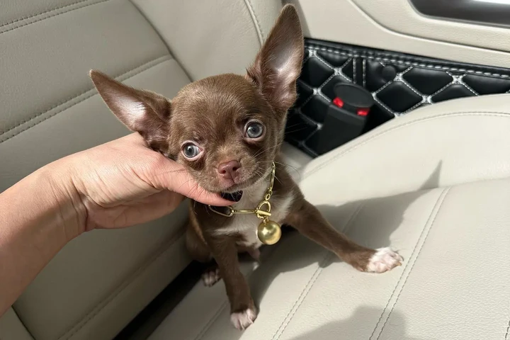 $250 : Chihuahua teacup puppies image 2