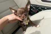 $250 : Chihuahua teacup puppies thumbnail