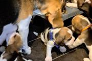 5 Beagle tricolor a la venta en Des Moines