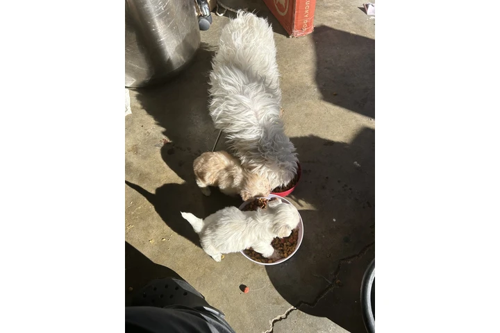 $450 : Maltipoo image 4