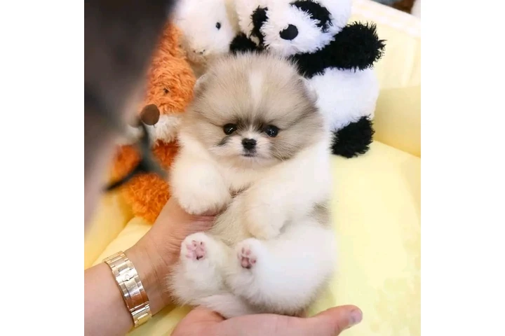 $480 : Yorkie image 3