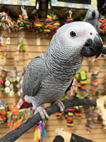 $300 : TONY  PARROTS FOR REHOMING image 2
