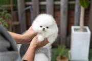 Pomerania en venta en New York