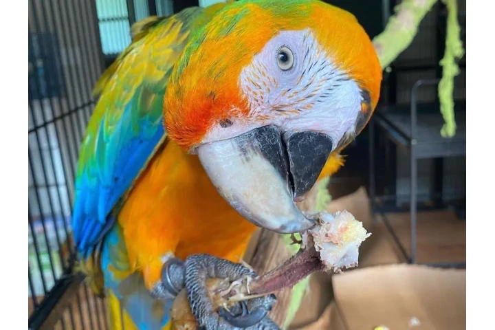 $480 : Miami parrot image 2