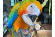 $480 : Miami parrot thumbnail