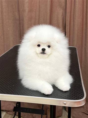$300 : Pomeranian puppy image 2
