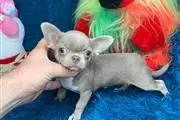 Cachorros de chihuahua thumbnail