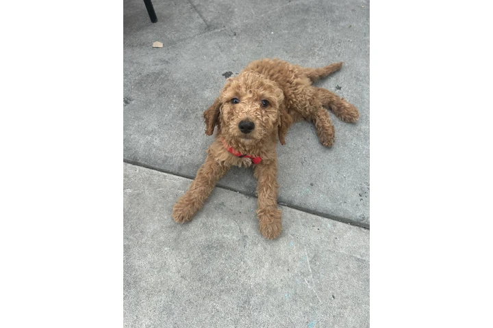 $600 : Golden doodle puppies image 1