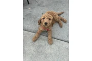 Golden doodle puppies