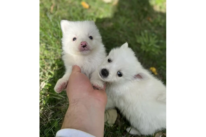 $500 : Mini Poms en venta image 2