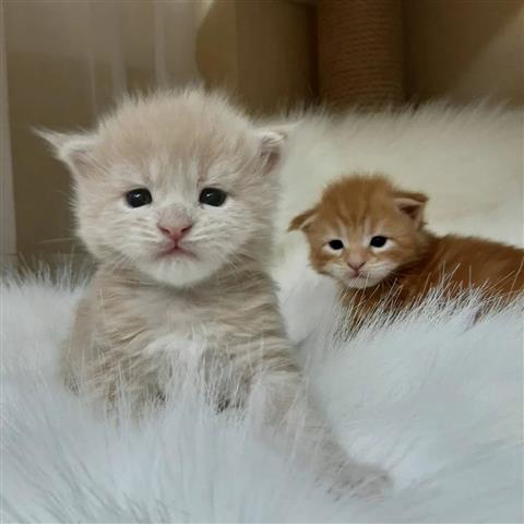 $400 : Maine coons for sale image 1