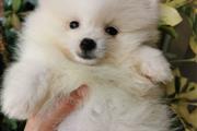 Teacup Pomeranian For Sale en New Hampshire