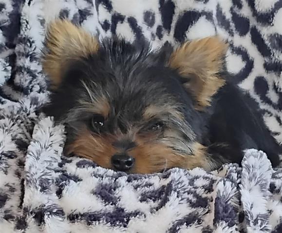 $950 : Tcup Yorkies image 4