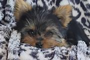 $950 : Tcup Yorkies thumbnail