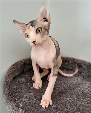 $600 : Male and Female Sphynx kittens image 7