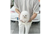 $250 : Pomeranian puppies mini thumbnail
