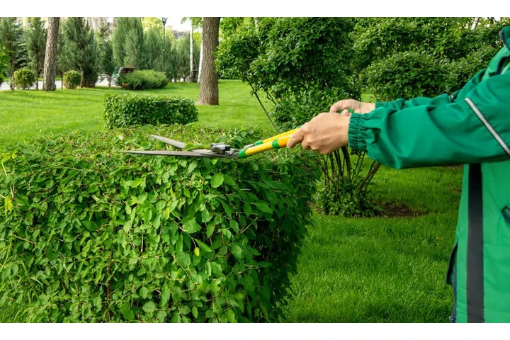 JARDINERÍA PROFESIONAL image 1