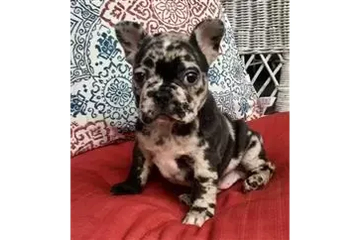 $250 : :-) Cachorros bulldog francés: image 3