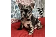 $250 : :-) Cachorros bulldog francés: thumbnail