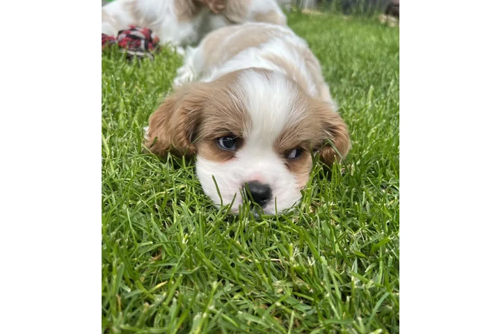 $270 : CAVALIER KING CHARLES image 2
