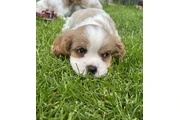 $270 : CAVALIER KING CHARLES thumbnail