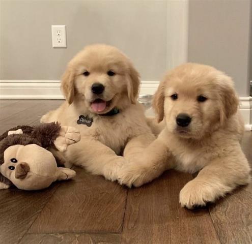 $500 : cachorros Golden Retriever image 1