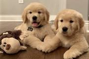 $500 : cachorros Golden Retriever thumbnail