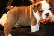 $550 : Roma English bulldog thumbnail