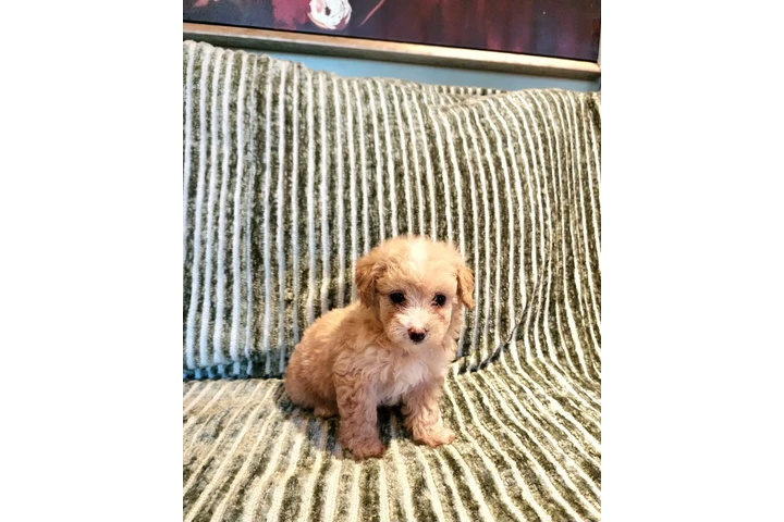 $480 : Perritos Adorables image 1