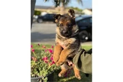 $350 : Cachorros de pastor alemán AKC thumbnail