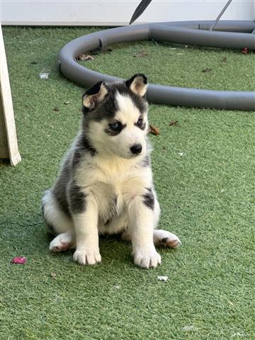 $400 : Husky Puppies For Sale image 2