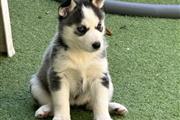 $400 : Husky Puppies For Sale thumbnail