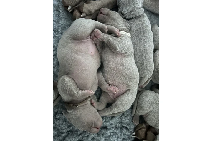$477 : Weimaraner pups  KC reg silver image 3