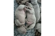 $477 : Weimaraner pups  KC reg silver thumbnail