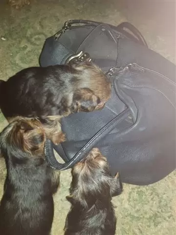 Yorkshire Terrier Cachorros p image 1