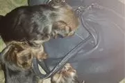 Yorkshire Terrier Cachorros p en San Diego