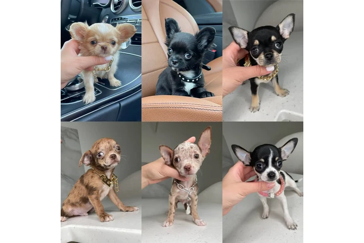 $300 : Chihuahua puppies for sale image 4