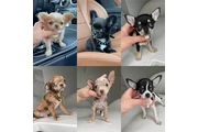 $300 : Chihuahua puppies for sale thumbnail