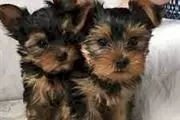 Yorkshire terrier cachorros ne en Boston