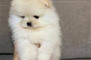 Pomeranian puppies en Atlanta