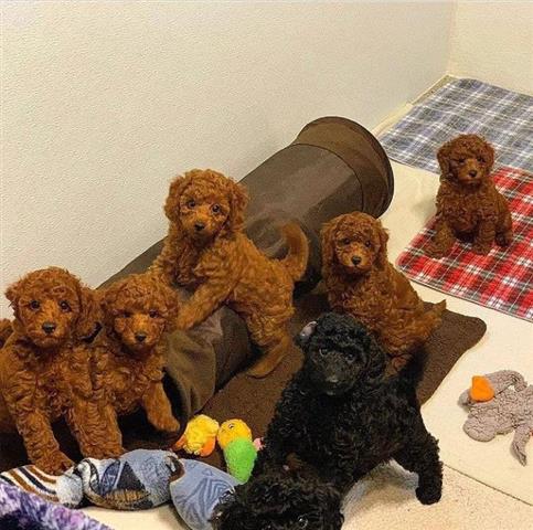 Perfecto Toy Poodle Puppies, image 1