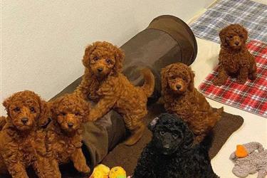 Perfecto Toy Poodle Puppies, en Fajardo