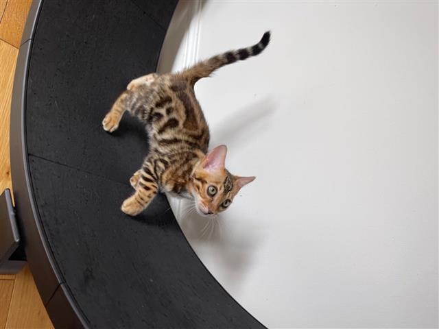 $500 : hermoso gatito de bengala en v image 3